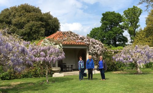 Wisteria trees at Hole Park