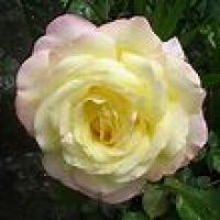 peace rose bush